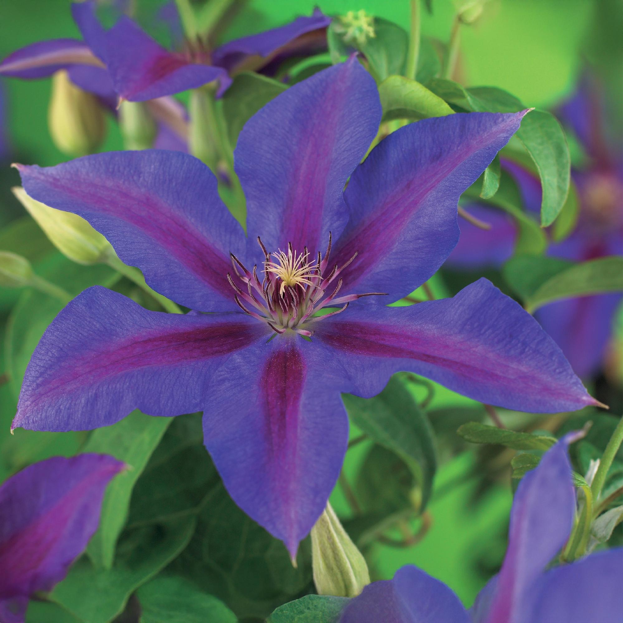 Green boutiQ – Kletterpflanze – Clematis 'Mrs. N. Thompson' – Rosa Blüte – Pflegeleicht – 2 Pflanzen – Topf 11 cm, Höhe 40 cm