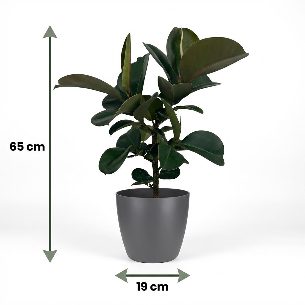 Rubberplant - Ficus Elastica Cloe - Groen - Weinig onderhoud - 1 Plant - met Potter Grijs - Pot 19cm - Hoogte 65cm