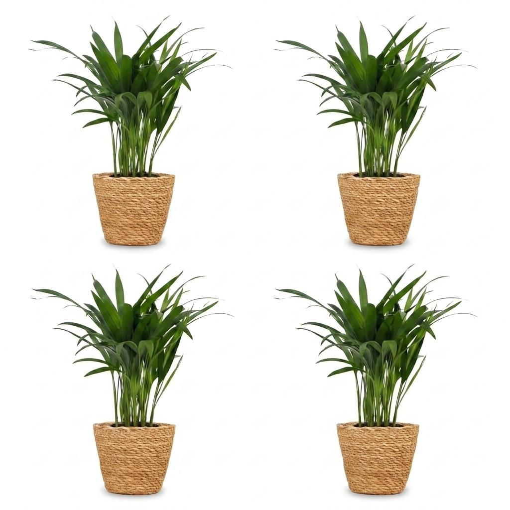 Areca Lutescens - Goudpalm - 4x - met Mand - Pot 12cm - Hoogte - 45cm