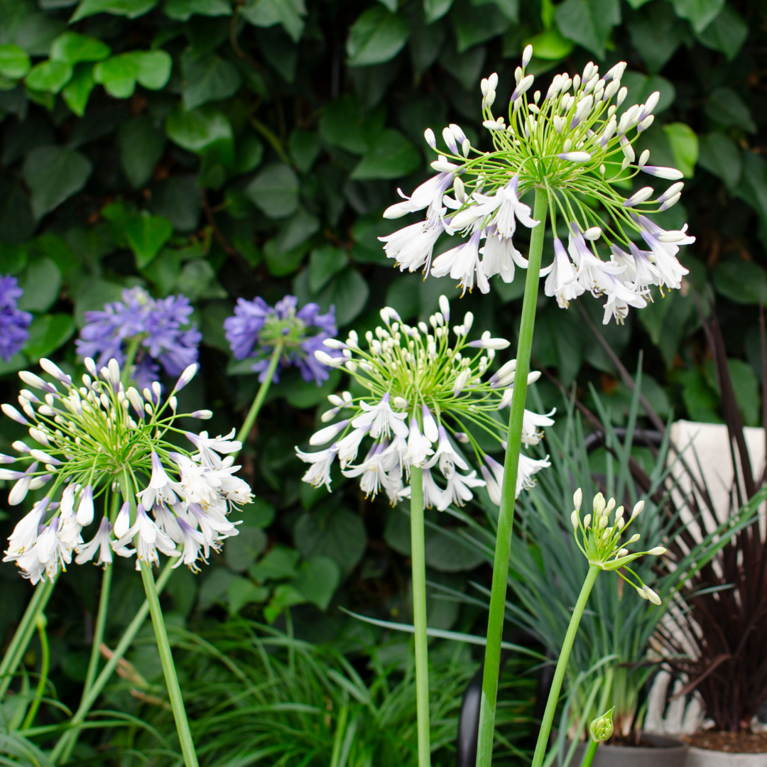 Agapanthus 'Fireworks'  23cm