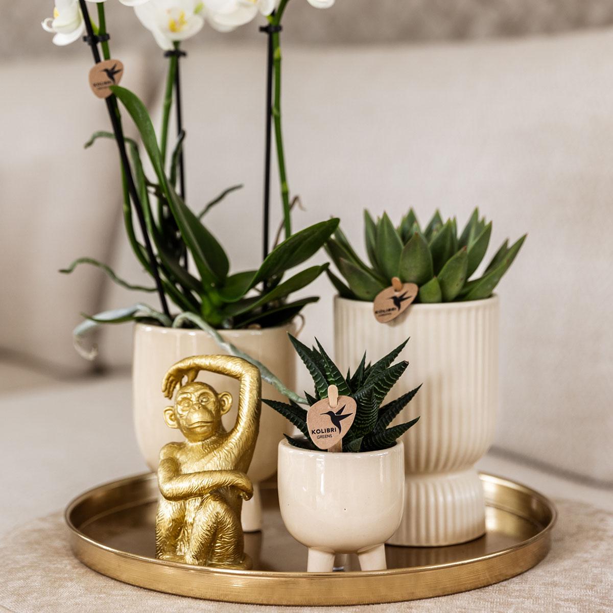 Kolibri Company | Coffret cadeau Luxe pour la maison | Ensemble de plantes comprenant une orchidée Phalaenopsis blanche et des succulentes, avec pots décoratifs en céramique