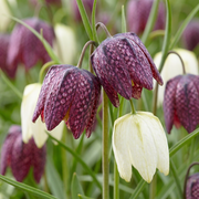 240x Fritillaria Meleagris Mix - Bloembollen - Kievitsbloem mix - Paars en Wit - Verwilderingsbol - Bolmaat 6/7
