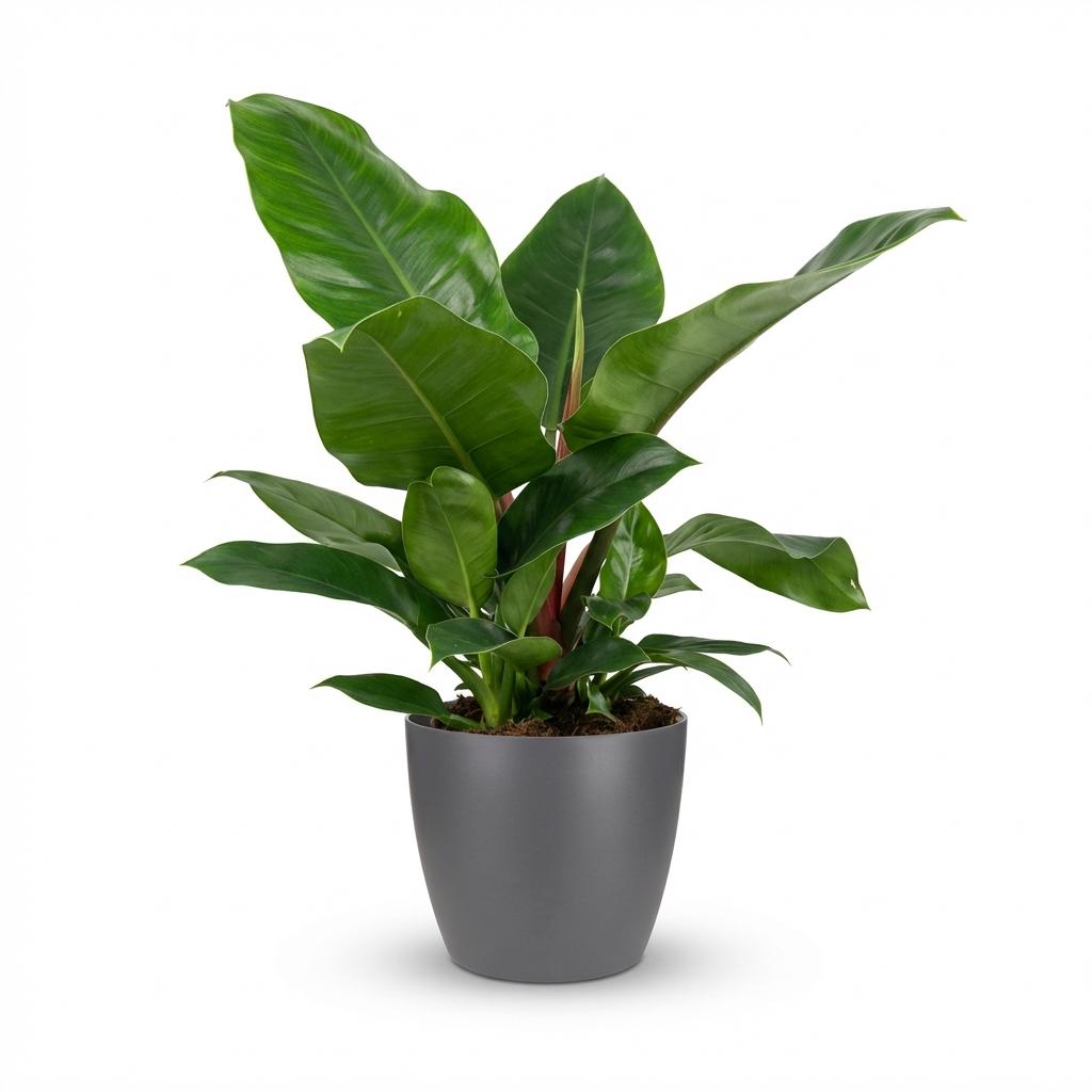 Philodendron Imperial Green - Groen - Weinig onderhoud - 1 Plant - met Potter Grijs - Pot 19cm - Hoogte 65cm