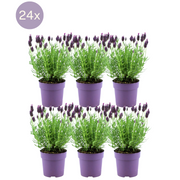 Lavandula stoechas Anouk® - 24x Ø12 cm - ↕25 cm