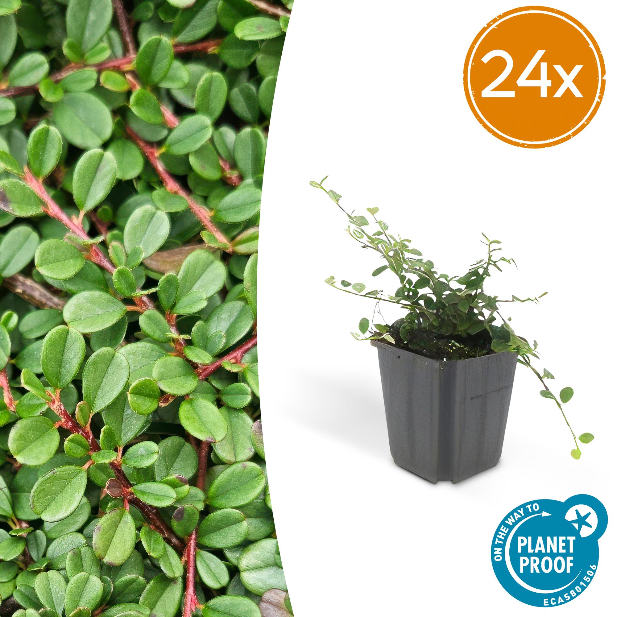 24x Cotoneaster pr. 'Streibs Findling' - ↕10-25cm - Ø9cm