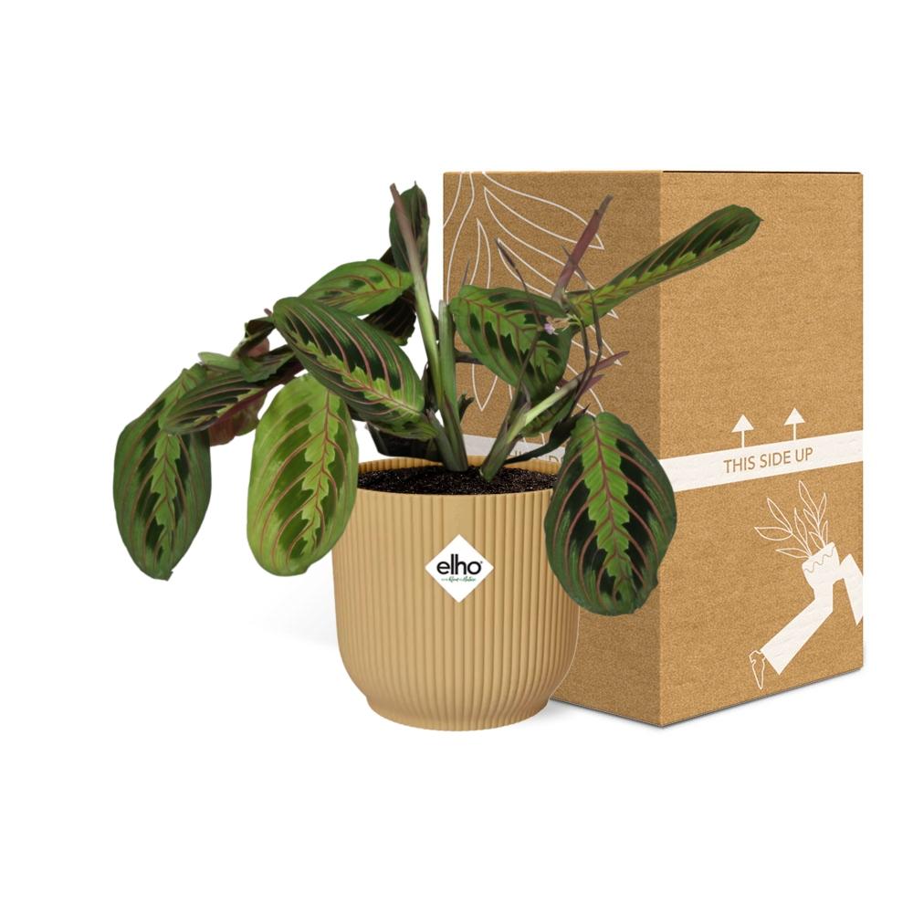 Maranta Leuconeura 'Fascinator' Tricolor in ELHO Vibes Fold 14cm yellow
