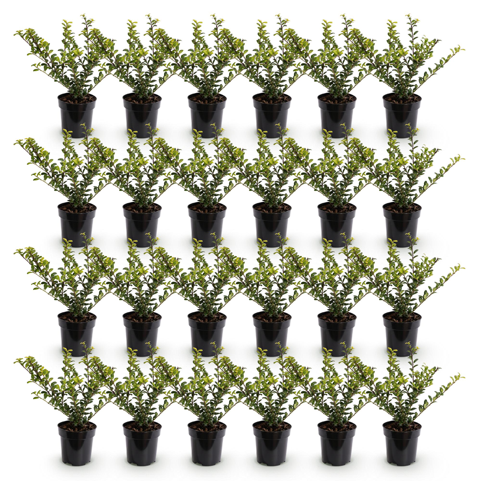 Ilex crenata Golden Gem - Japanse Hulst 24x - Haagplanten - Groenblijvend - Geel - Pot 9cm - Hoogte 20-30cm