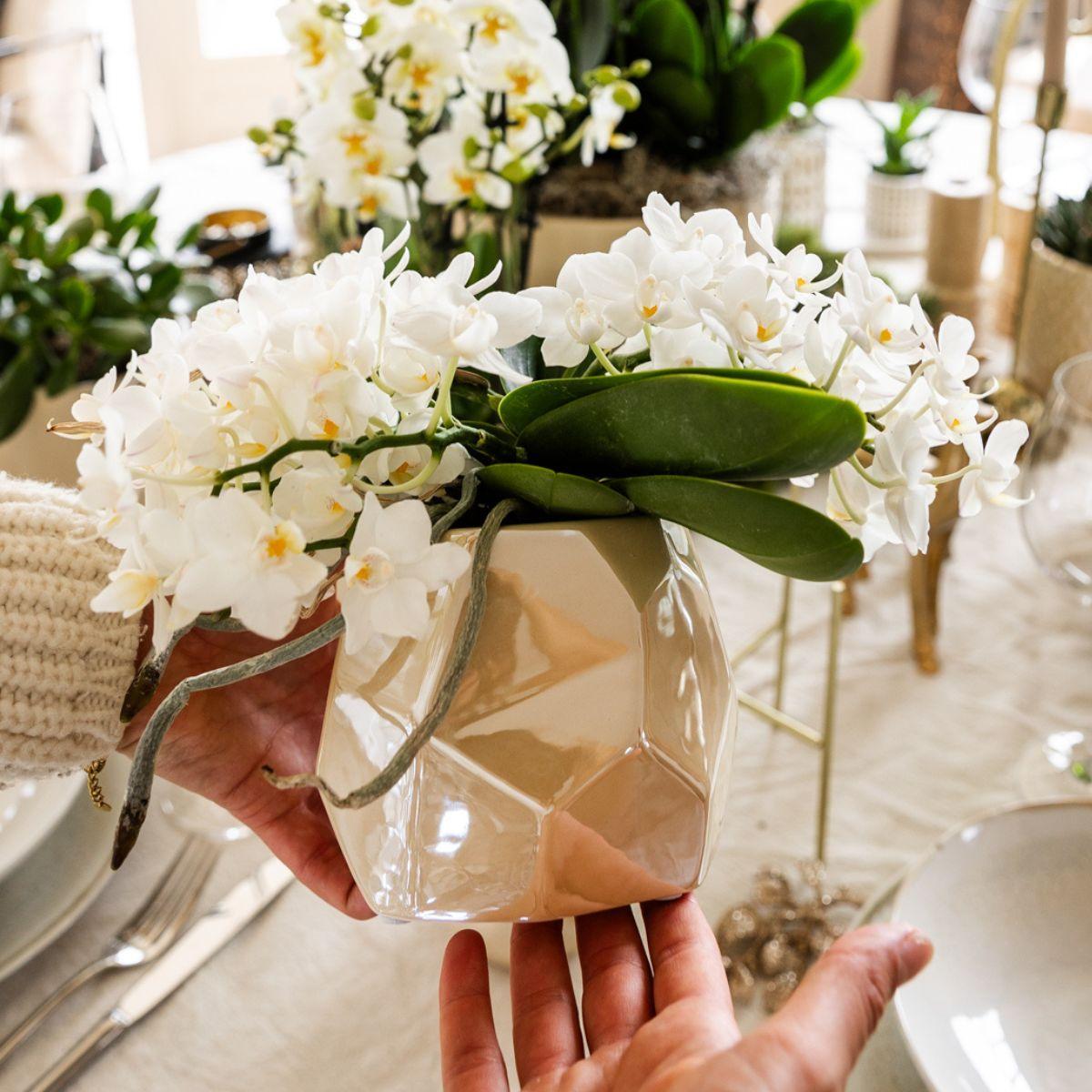 Kolibri Orchids | Weiße Orchidee 'Nazaré' + Pearl Übertopf Travertin - Topfgröße Ø9cm | blühende Zimmerpflanze - frisch vom Züchter