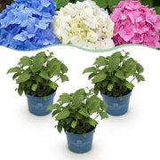 Hydrangea Endless Summer Blue - Pink - White - Hortensia - Winterhard - Blauw - Roze - Wit - 3 Planten - Pot 14cm - Hoogte 20-25cm
