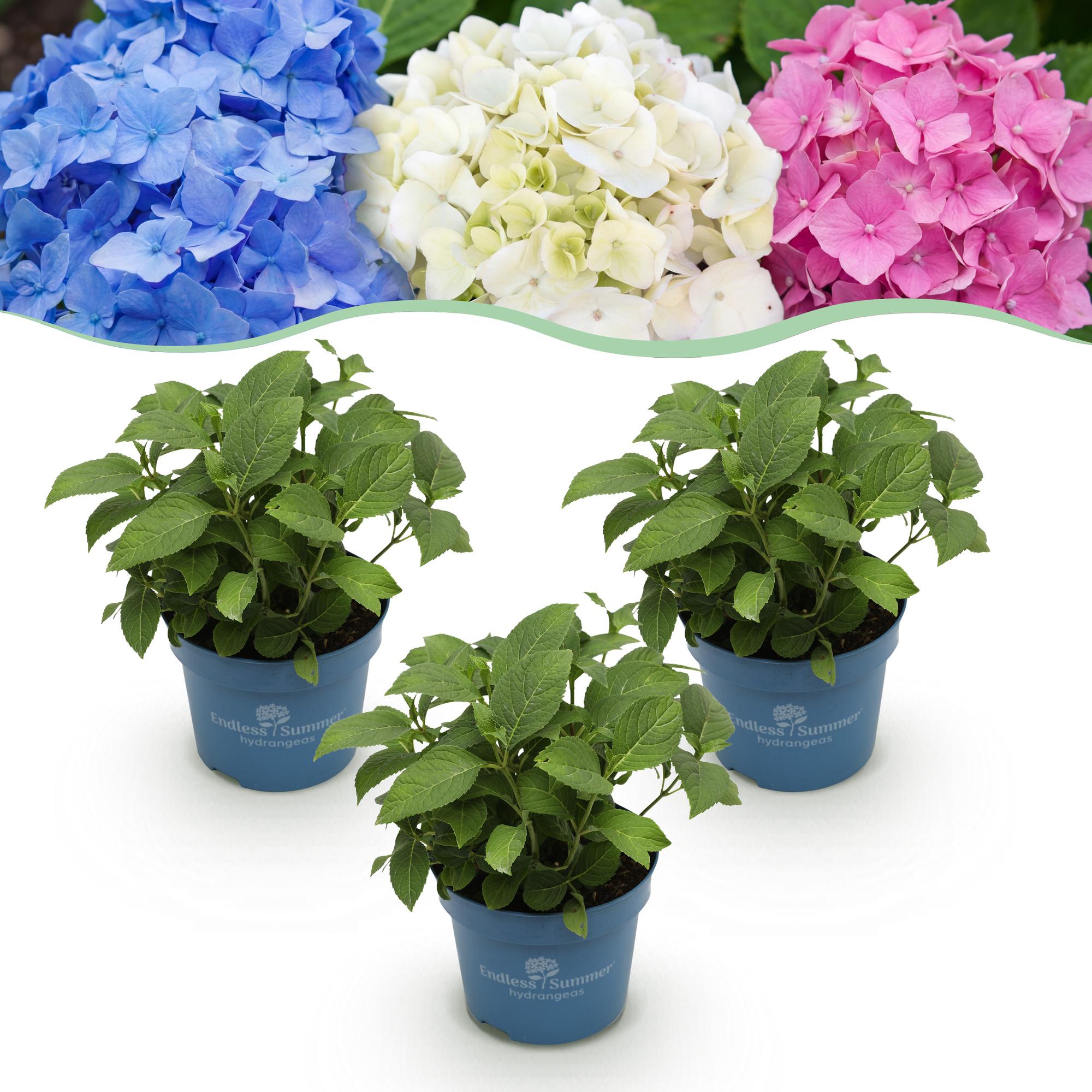 Hydrangea Endless Summer Blue - Pink - White - Hortensia - Winterhard - Blauw - Roze - Wit - 3 Planten - Pot 14cm - Hoogte 20-25cm