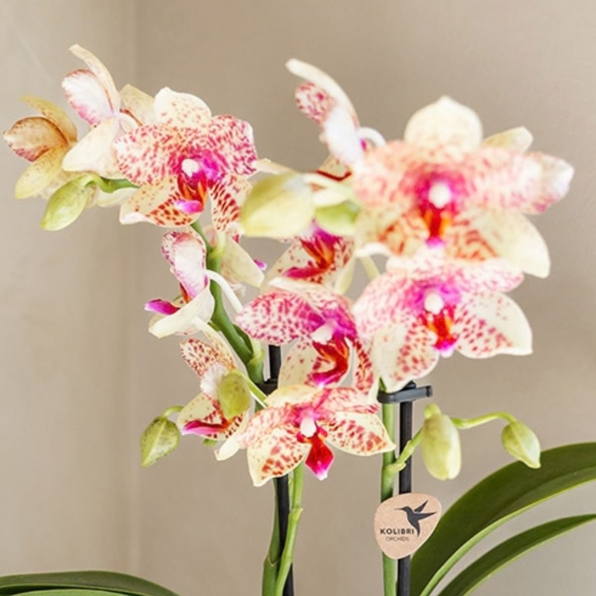 Kolibri Orchids | Combi Deal - 2 Oranje-Gele Phalaenopsis Orchideeën Mineral Grosseto - Ø9 cm