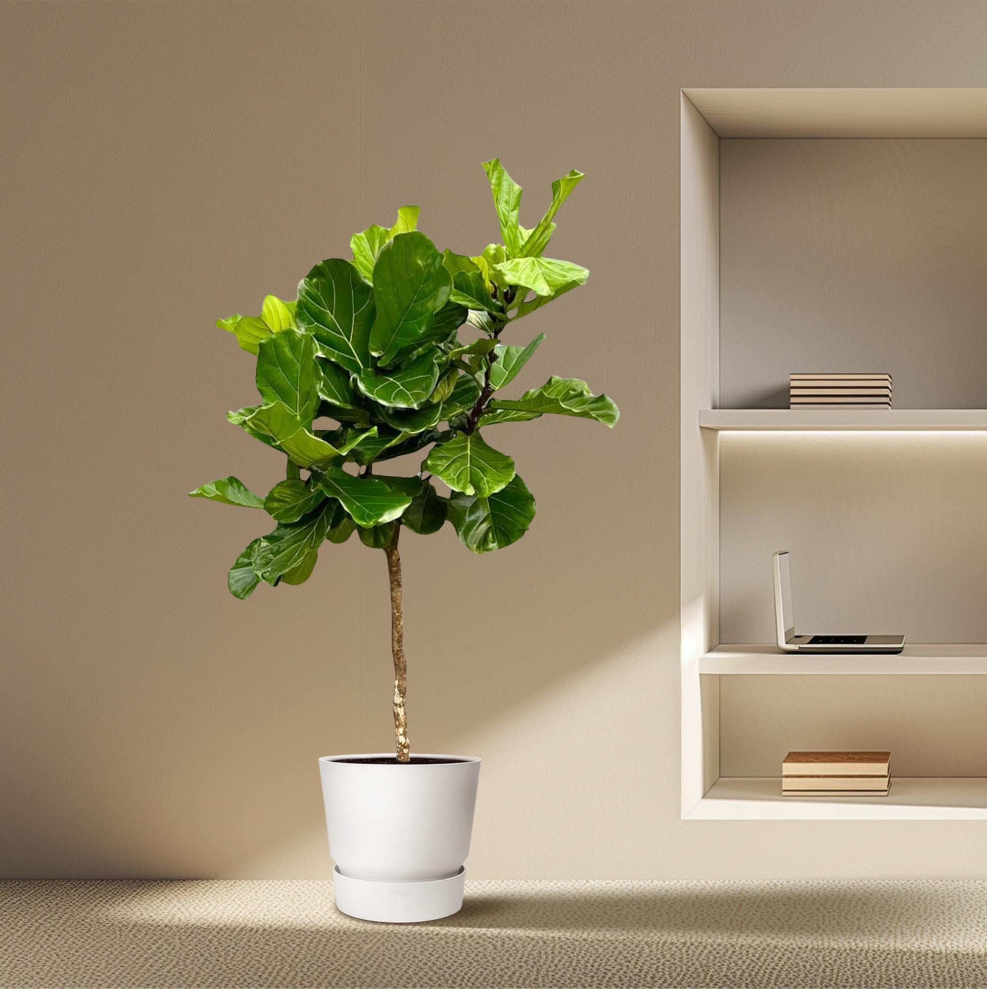 Ficus lyrata XXL - 200 cm - ø40