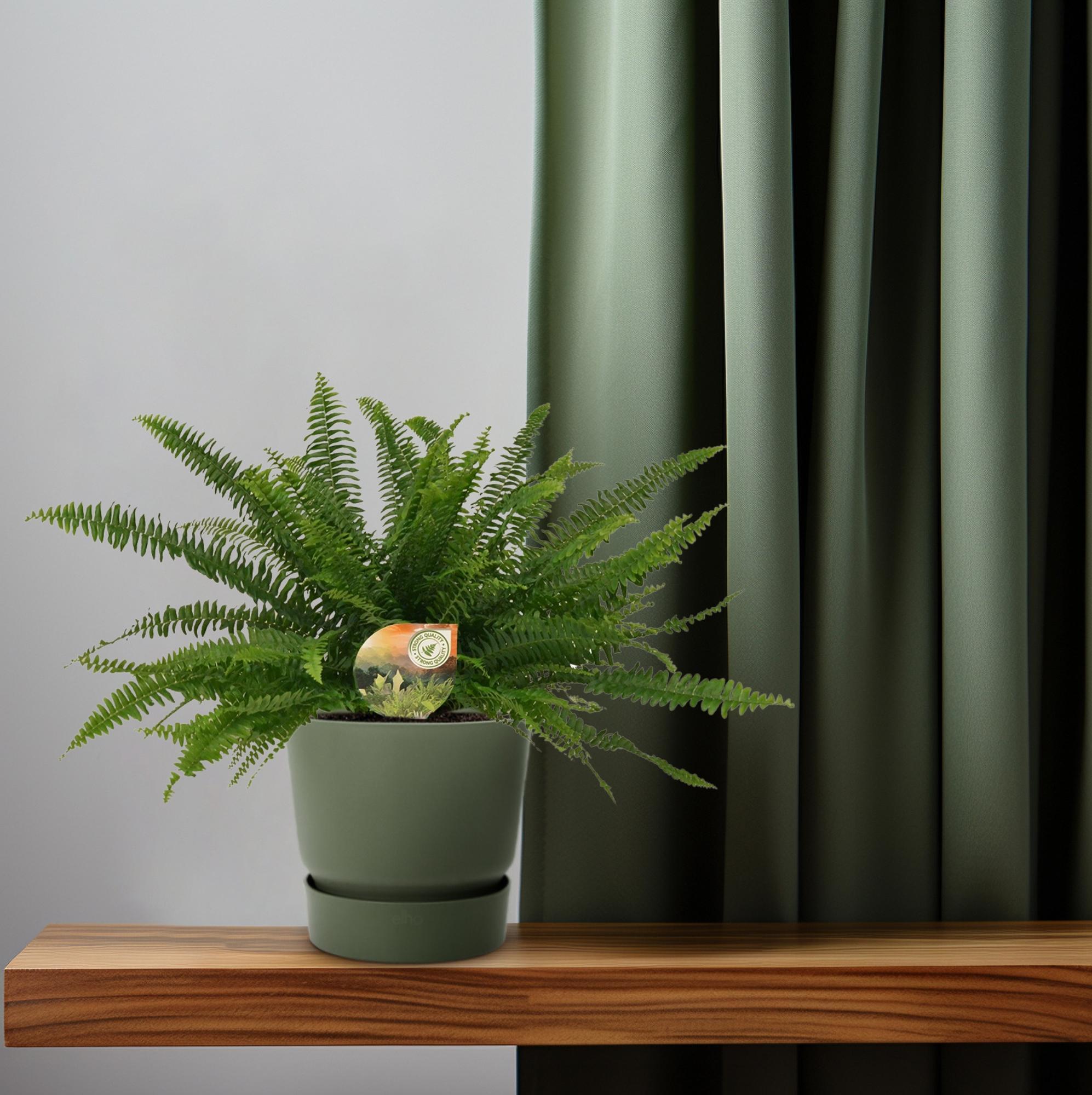 Nephrolepis Dame Verte - Ø17cm - ↕40cm