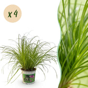 Cyperus alternifolius Zumula - Kattengras - Huisdiervriendelijk - Groen - 4 Planten - Pot 12cm - Hoogte 28-30cm