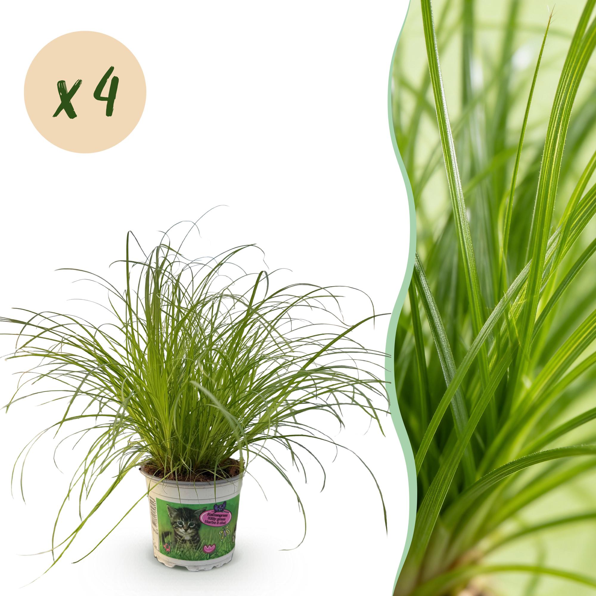 Cyperus alternifolius Zumula - Kattengras - Huisdiervriendelijk - Groen - 4 Planten - Pot 12cm - Hoogte 28-30cm