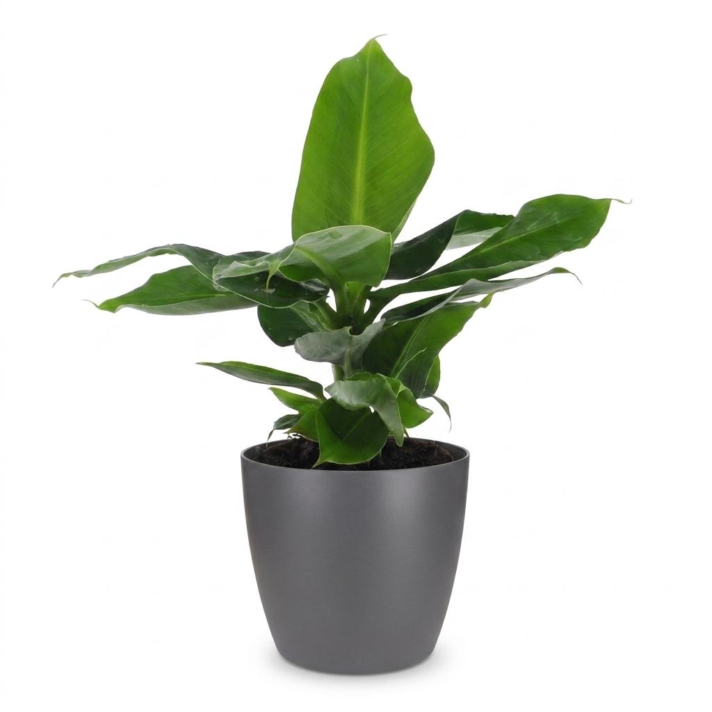 Musa Oriental Dwarf - Dwergbanaan -  met Potter Grijs - Pot 12cm - Hoogte - 30cm