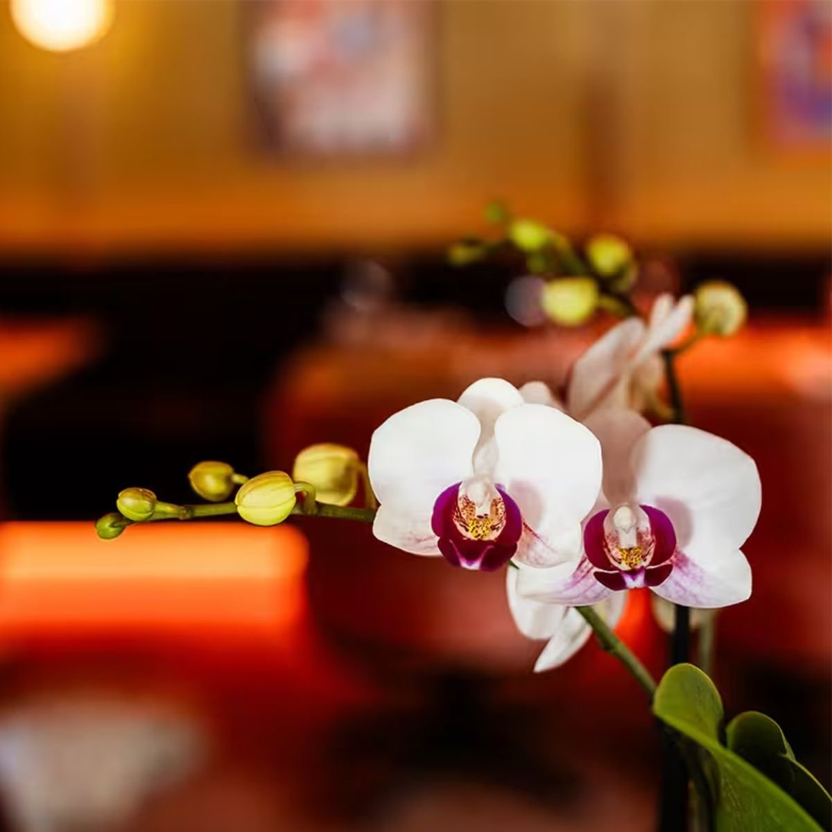 Kolibri Orchids | Combi Deal - 2 Witte Phalaenopsis Orchideeën Mineral Gibraltar - Ø9 cm
