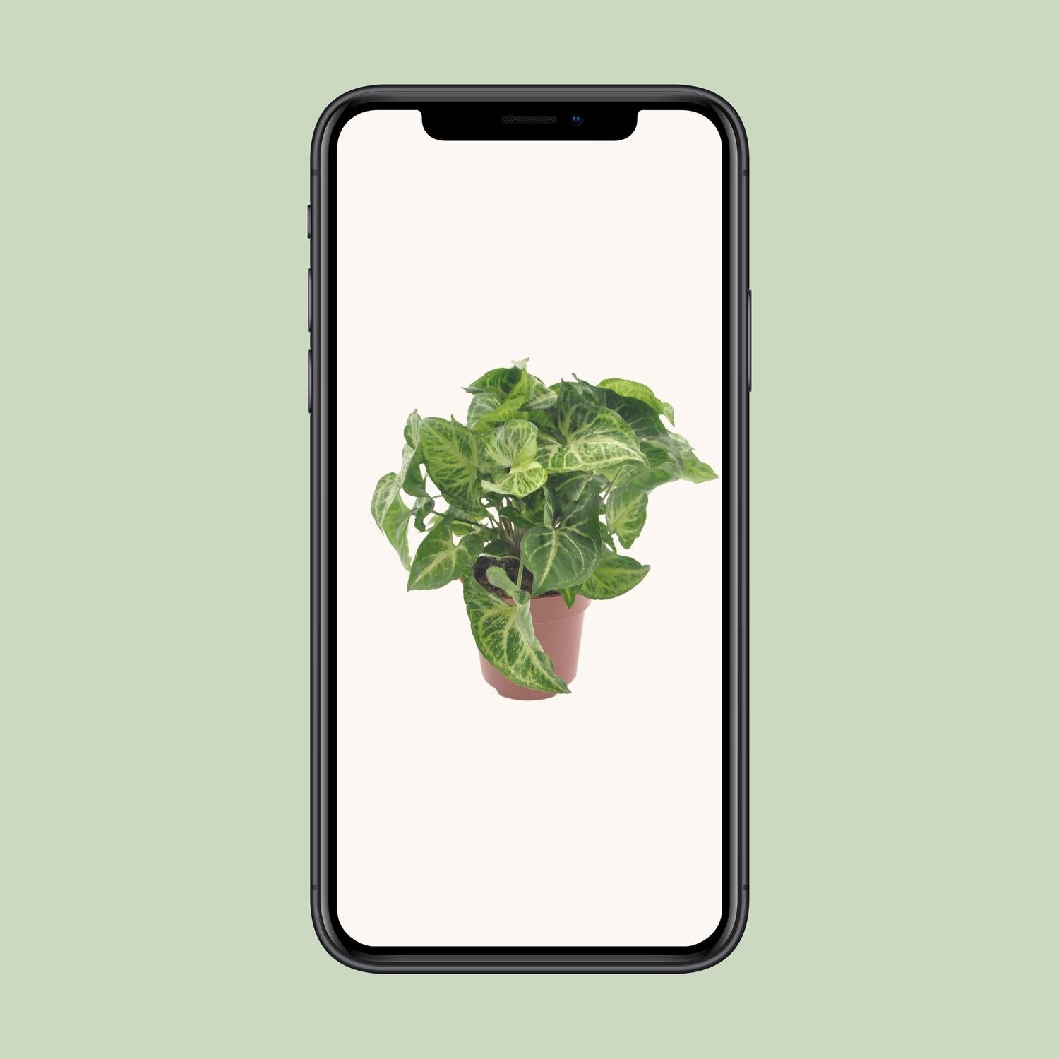 Flèche Syngonium - Ø12cm - ↕25cm
