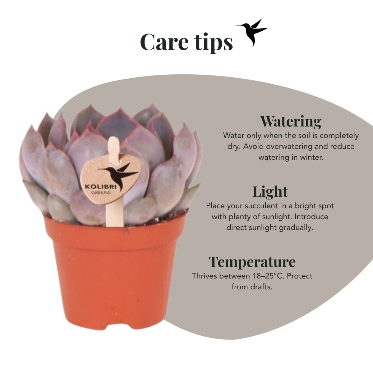 Kolibri Greens | Vetplant Echeveria Summer - Ø6cm