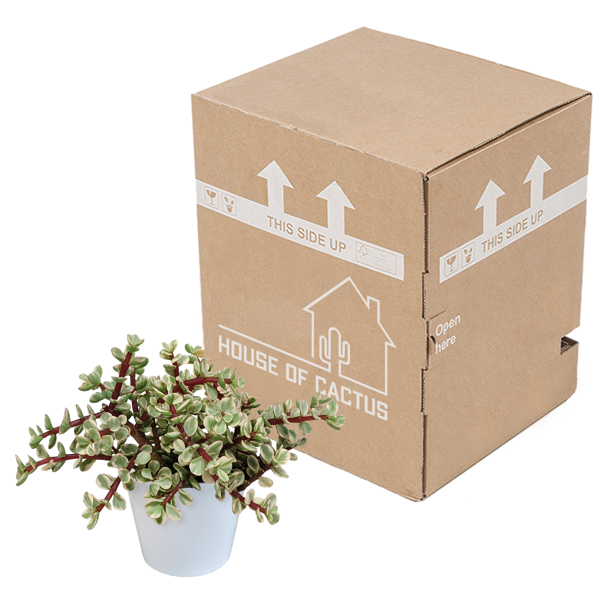 Portulacaria afra Variegata 10,5cm - in witte pot