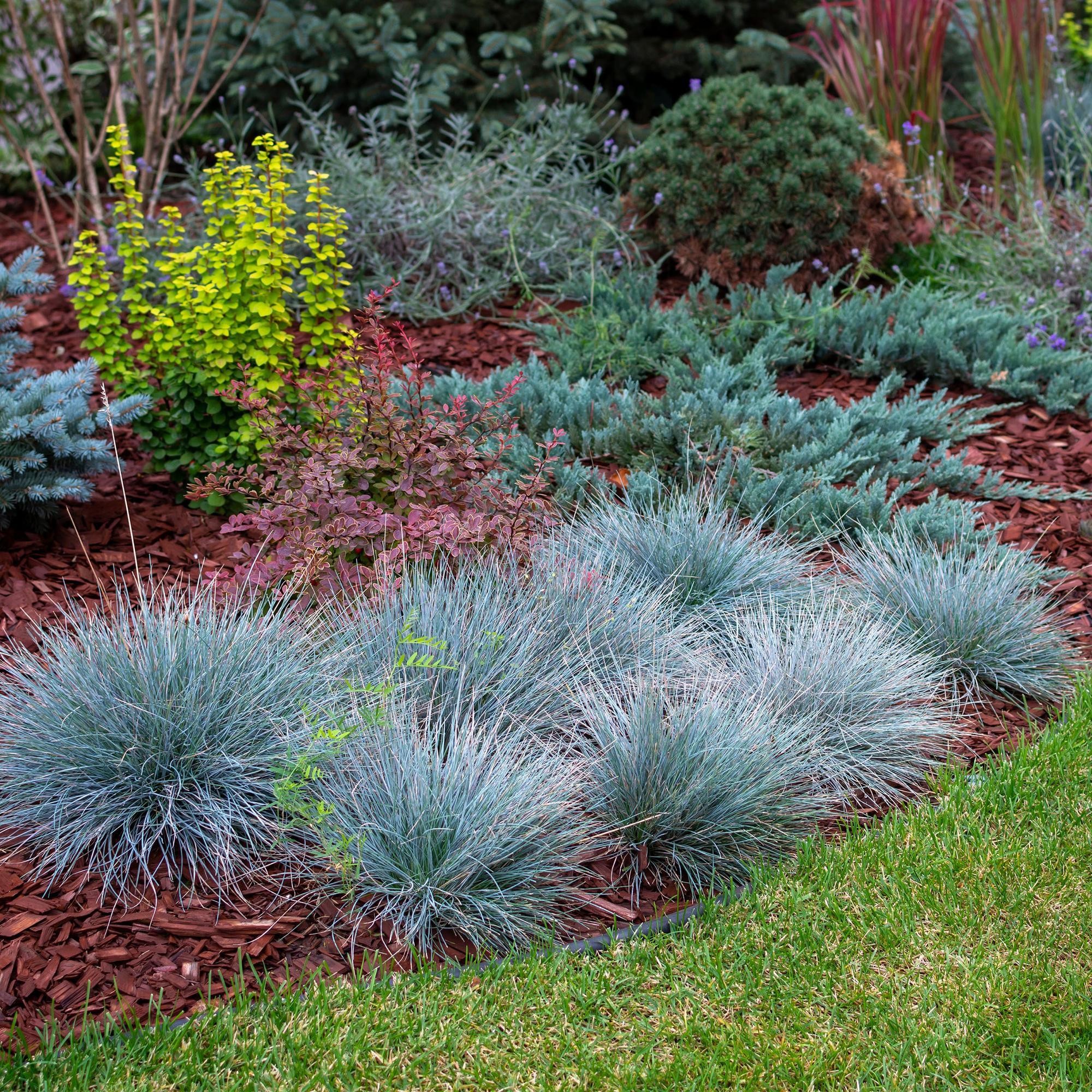 Festuca glauca Intense Blue  - Blauw - 1 Plant - Groenblijvend - Winterhard - Pot 17cm Hoogte 50cm