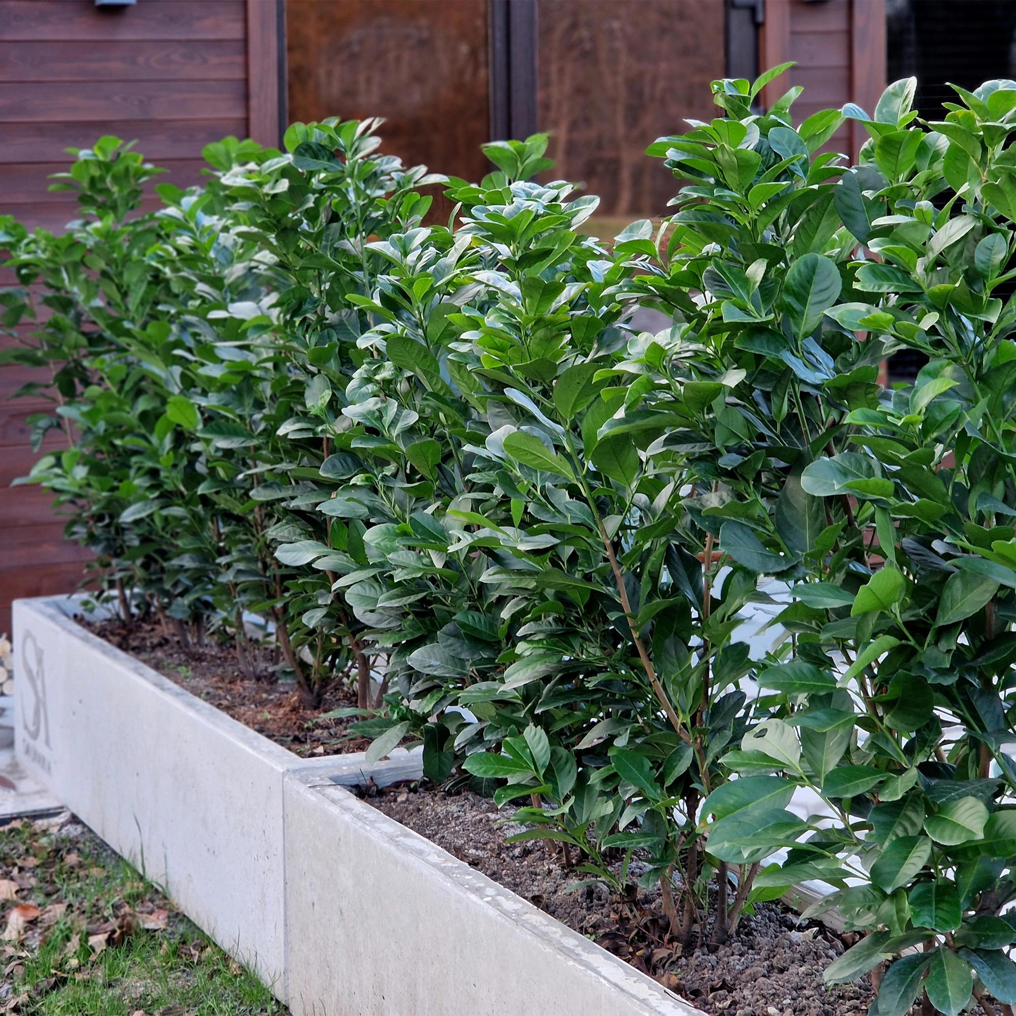Prunus laurocerasus Etna - blad groen - 6 planten - 1 strekkende meter - groenblijvend - pot 17cm hoogte 50cm