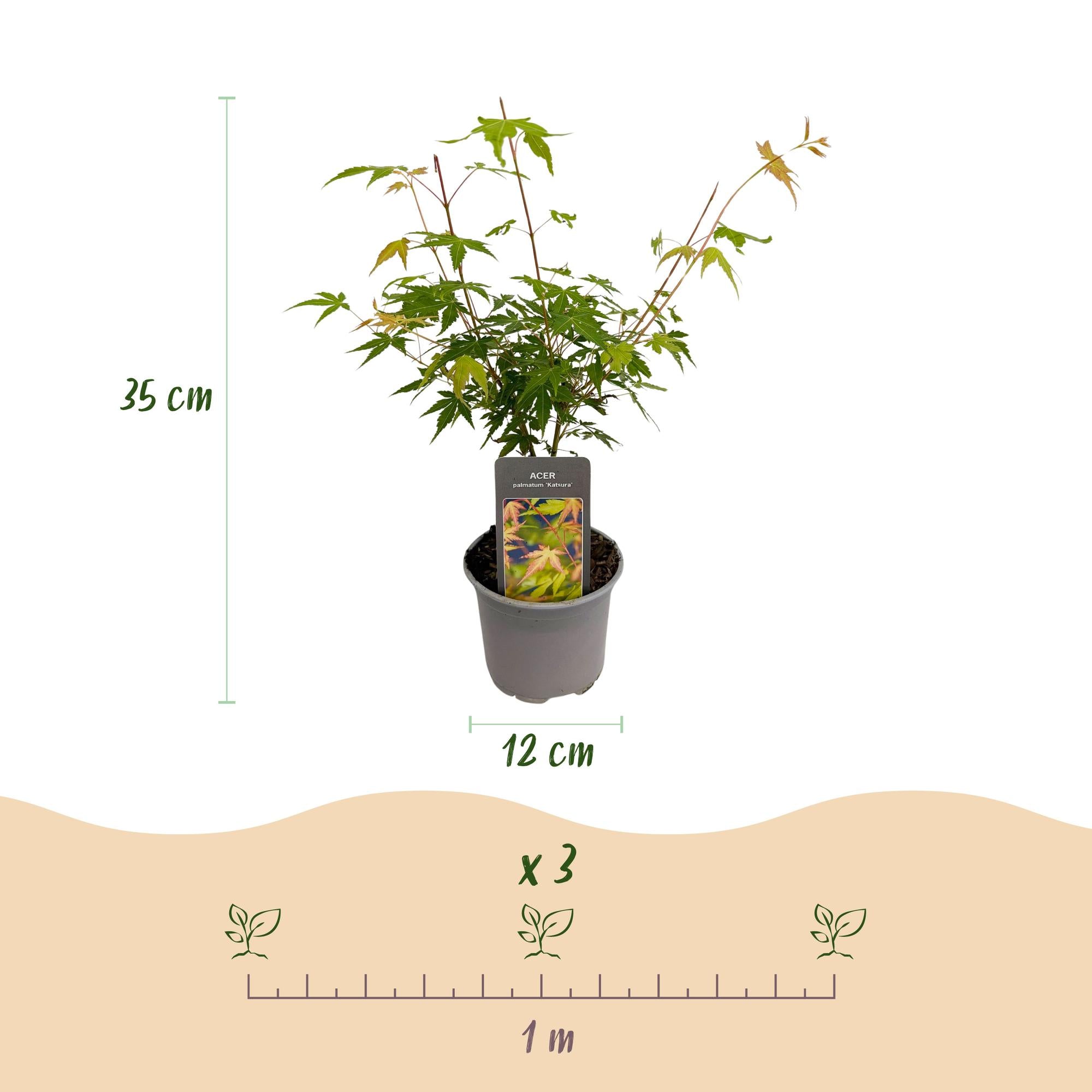 Acer palmatum Katsura - Oranje - 1 Plant - Bladverliezend - Weinig Onderhoud - Pot 12cm Hoogte 35cm