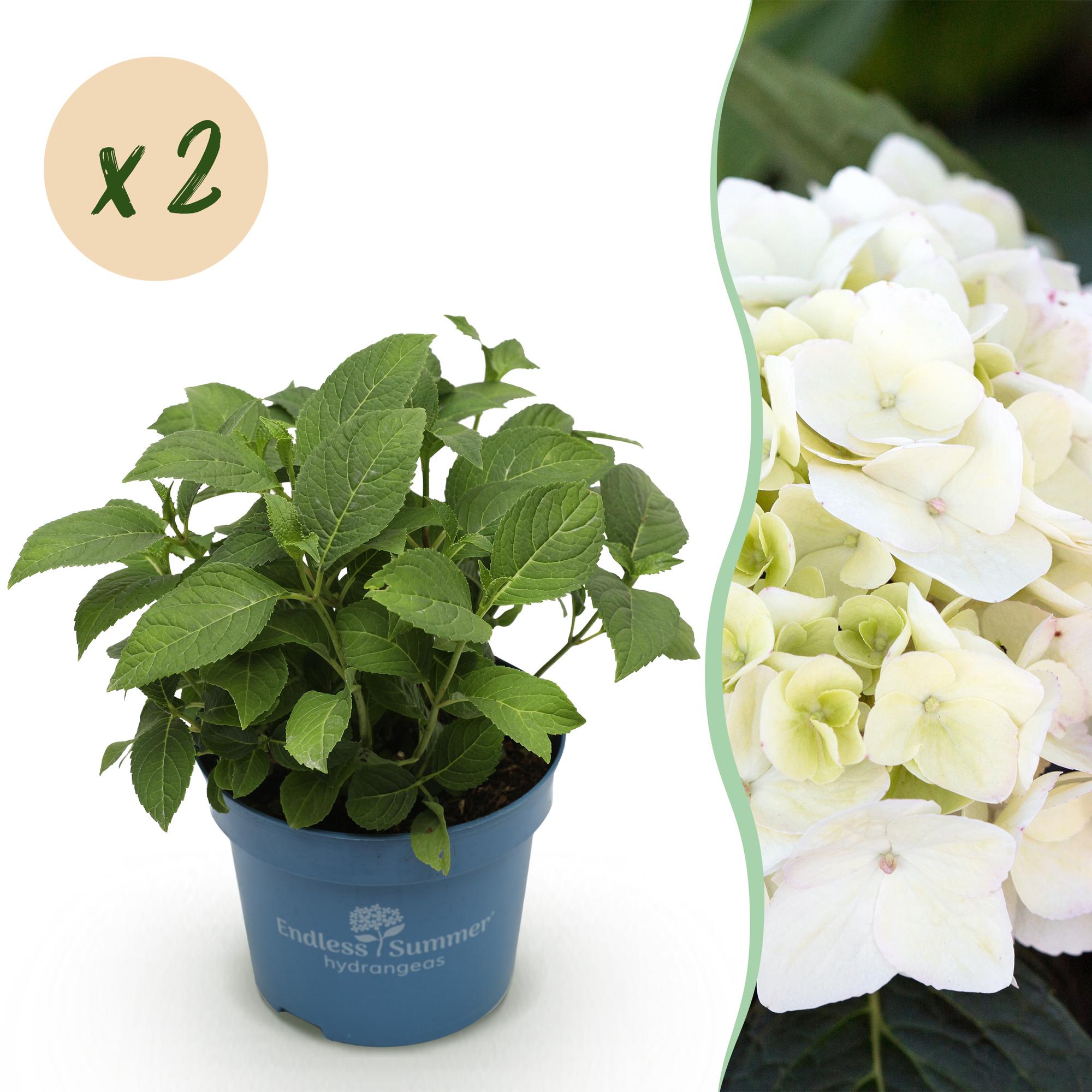 Hydrangea Endles Summer The Bride - Hortensia - Winterhard - Wit - 2 Planten - Pot 14cm - Hoogte 20-25cm