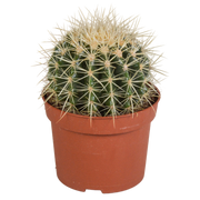 Echinocactus grusonii 12cm