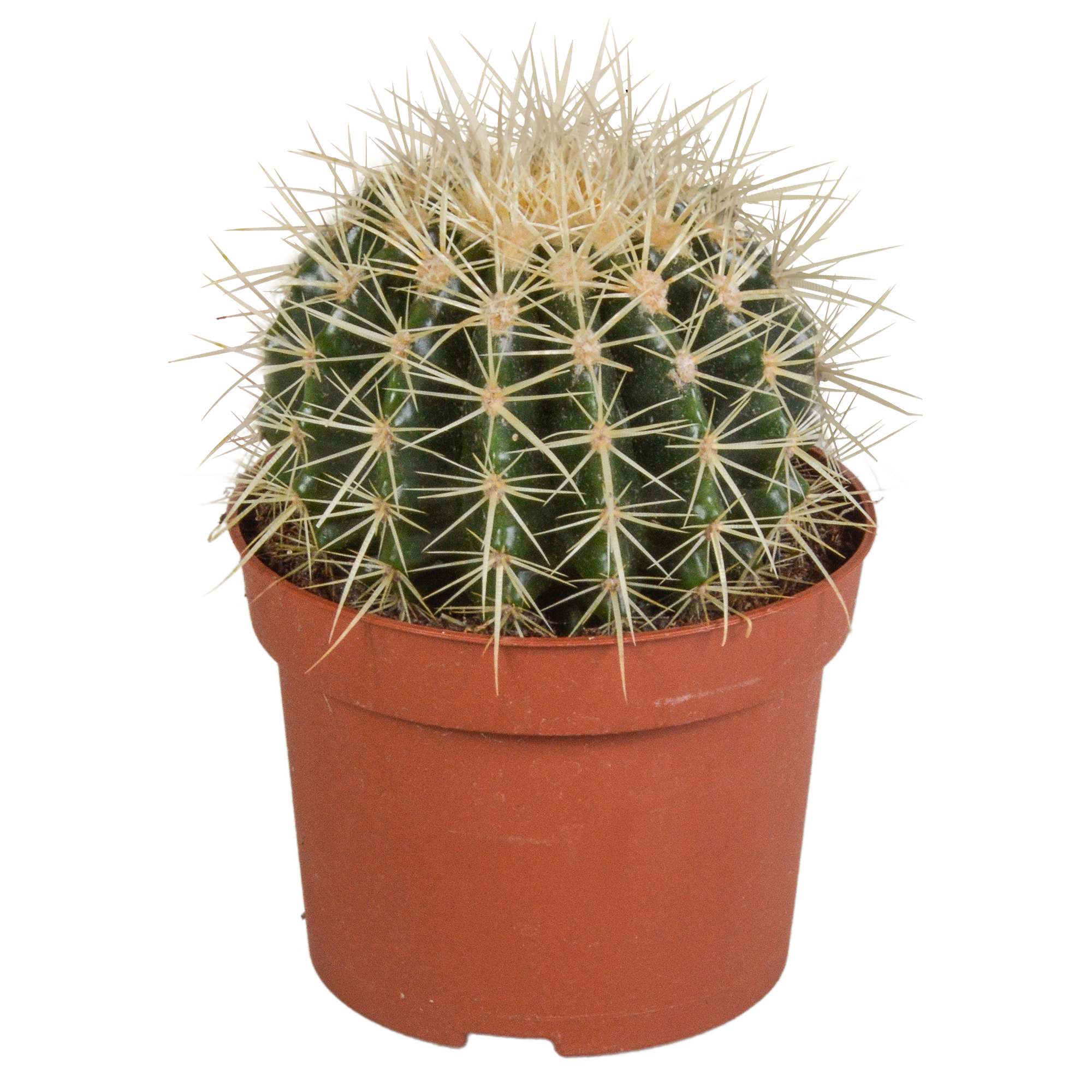 Echinocactus grusonii 12cm