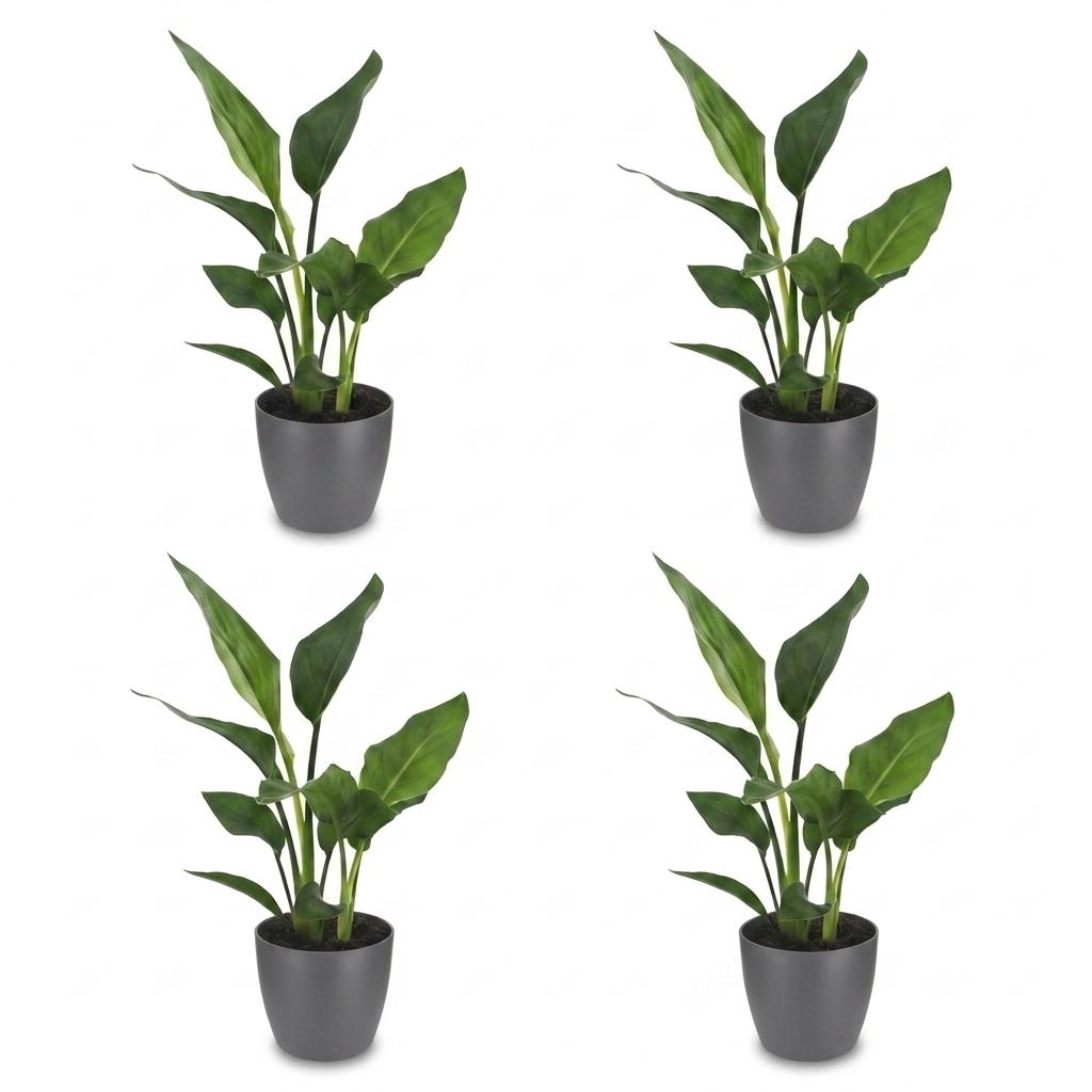 Strelitzia Reginea - Paradijsvogelbloem - 4x - met Potter Grijs - Pot 12cm - Hoogte 35cm