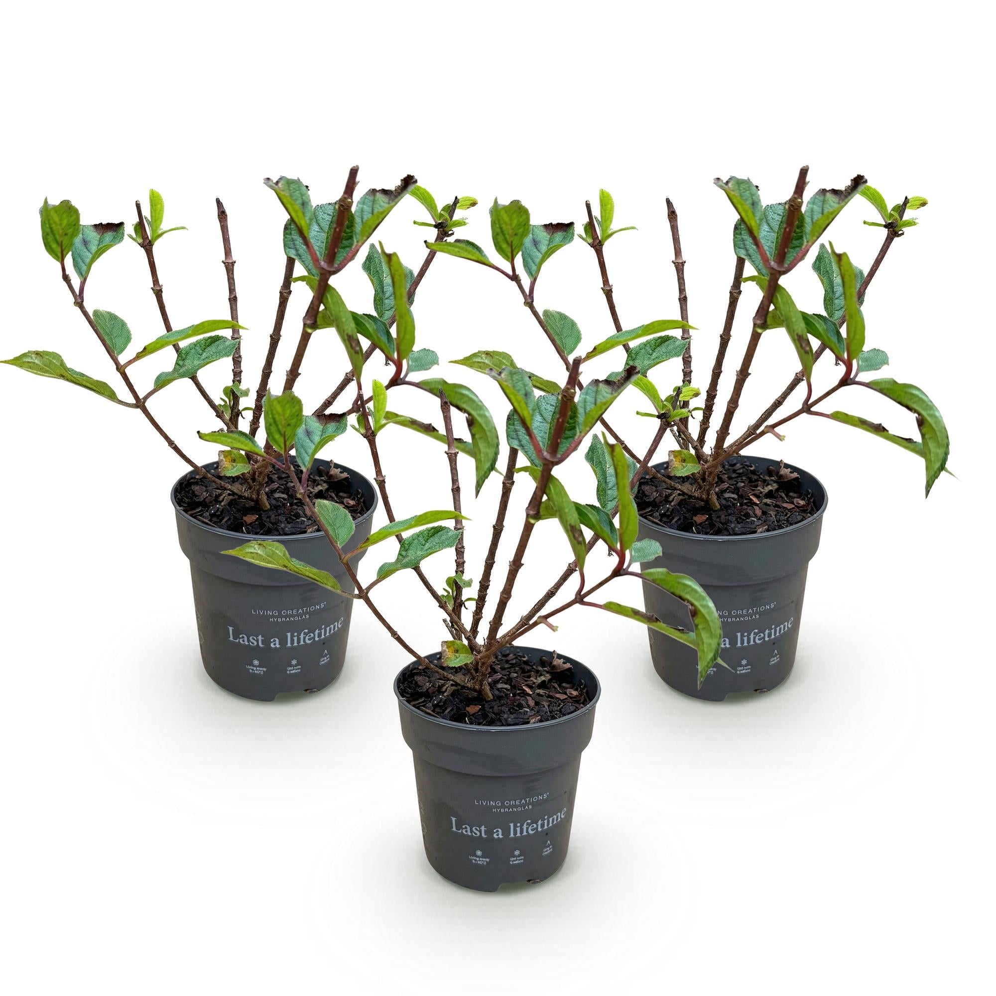 Hydrangea panniculata Living Little Rosy - Pluimhortensia - Winterhard - Roze - 3 Planten - Pot 12cm - Hoogte Hoogte 20-30cm