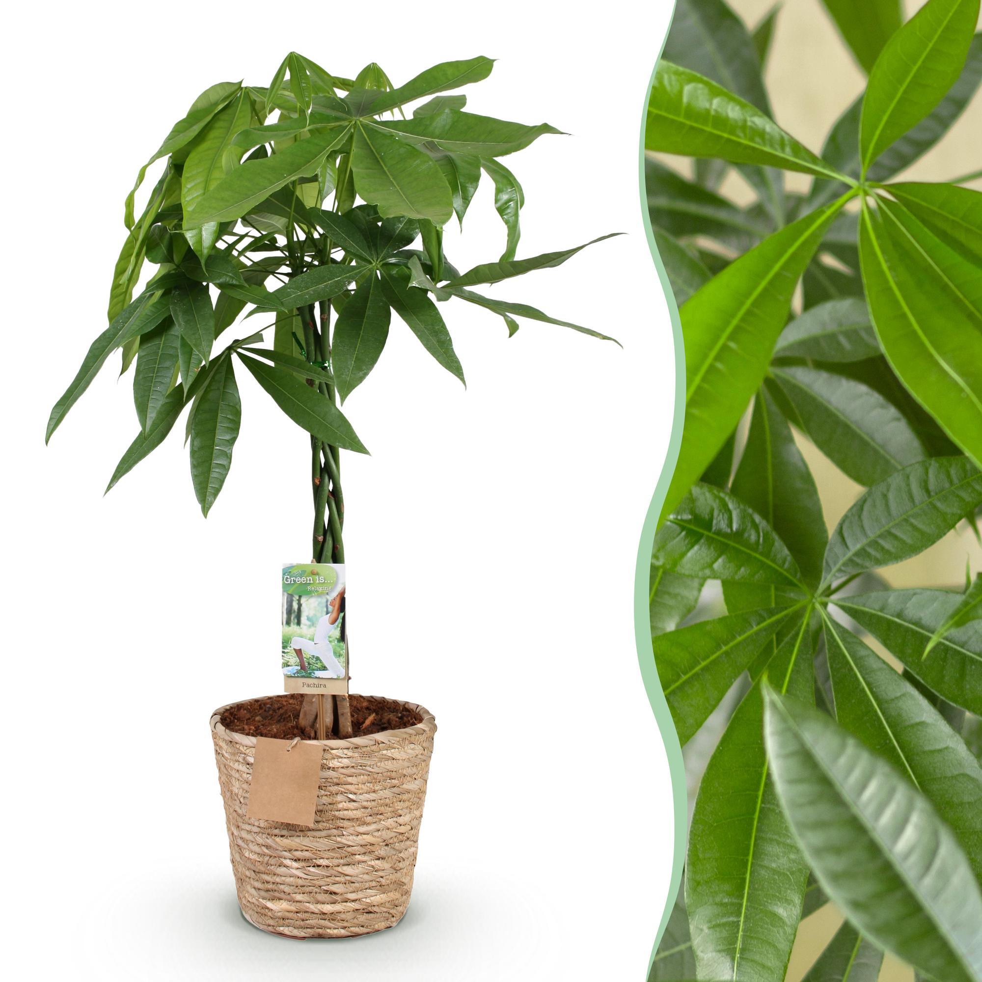 Pachira Aquatica gevlochten stam - Geldboom - met mand - Pot 21cm - Hoogte 80-90cm