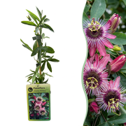 Passiflora Victoria - Passiflora Victoria - Rood - Roze - Klimplant - Ø9cm - ↕35cm