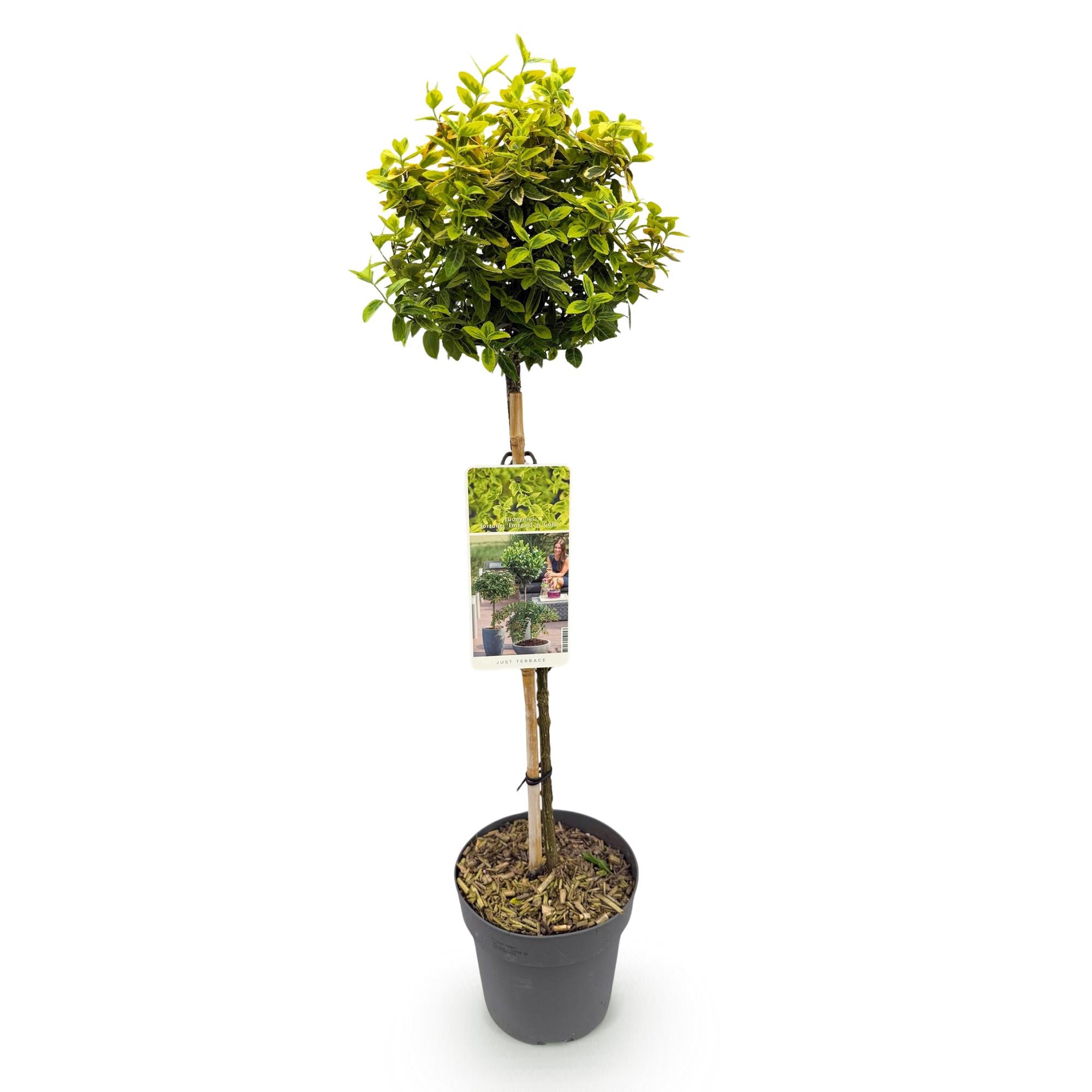 Euonymus fortunei Emerald n Gold - Terras Plant - Bladhoudend - Winterhard - Groen-Geel Blad - Pot 19cm Hoogte 90cm