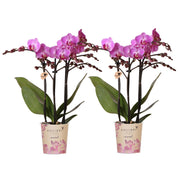 Kolibri Orchids | COMBI DEAL of 2 Phalaenopsis orchids - Vienna - pot size Ø9cm | flowering houseplant - fresh from the grower