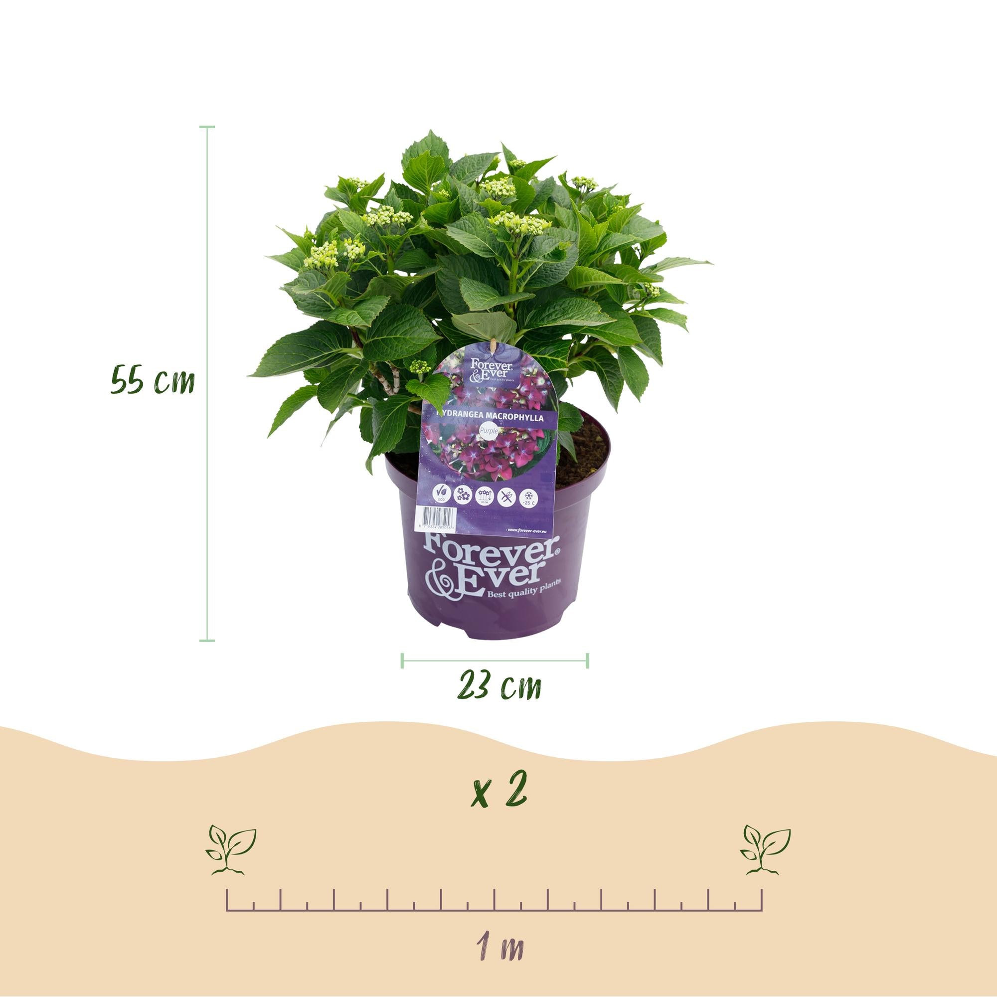Green boutiQ - Pianta da patio - Ortensia - Hydrangea Forever & Ever - Viola - 7-12 fiori - Vaso 23 cm Altezza 55 cm