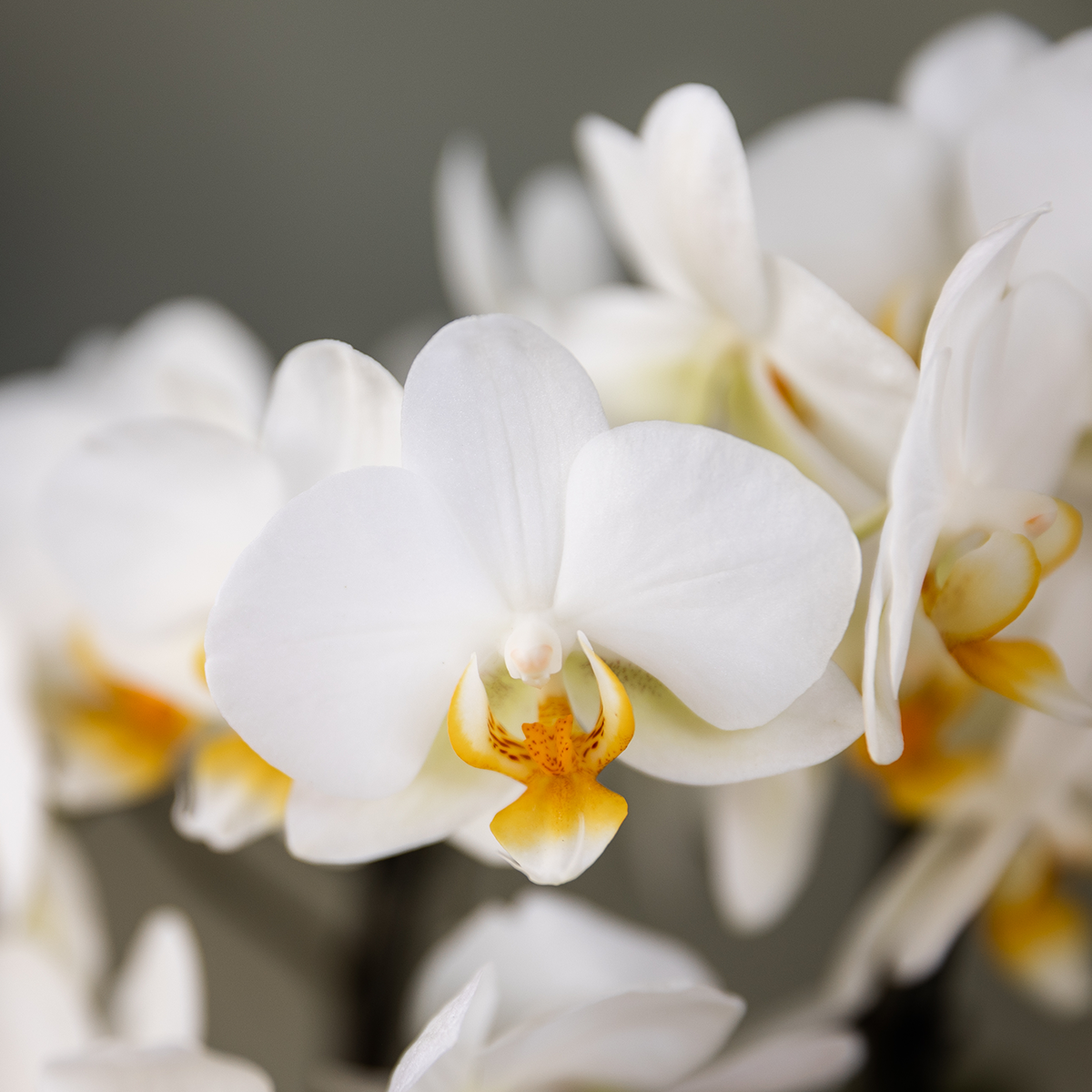 Kolibri Orchids - Surprise box mix - plant advantage box - surprise box with 2 different orchids Ø9cm - fresh from the grower