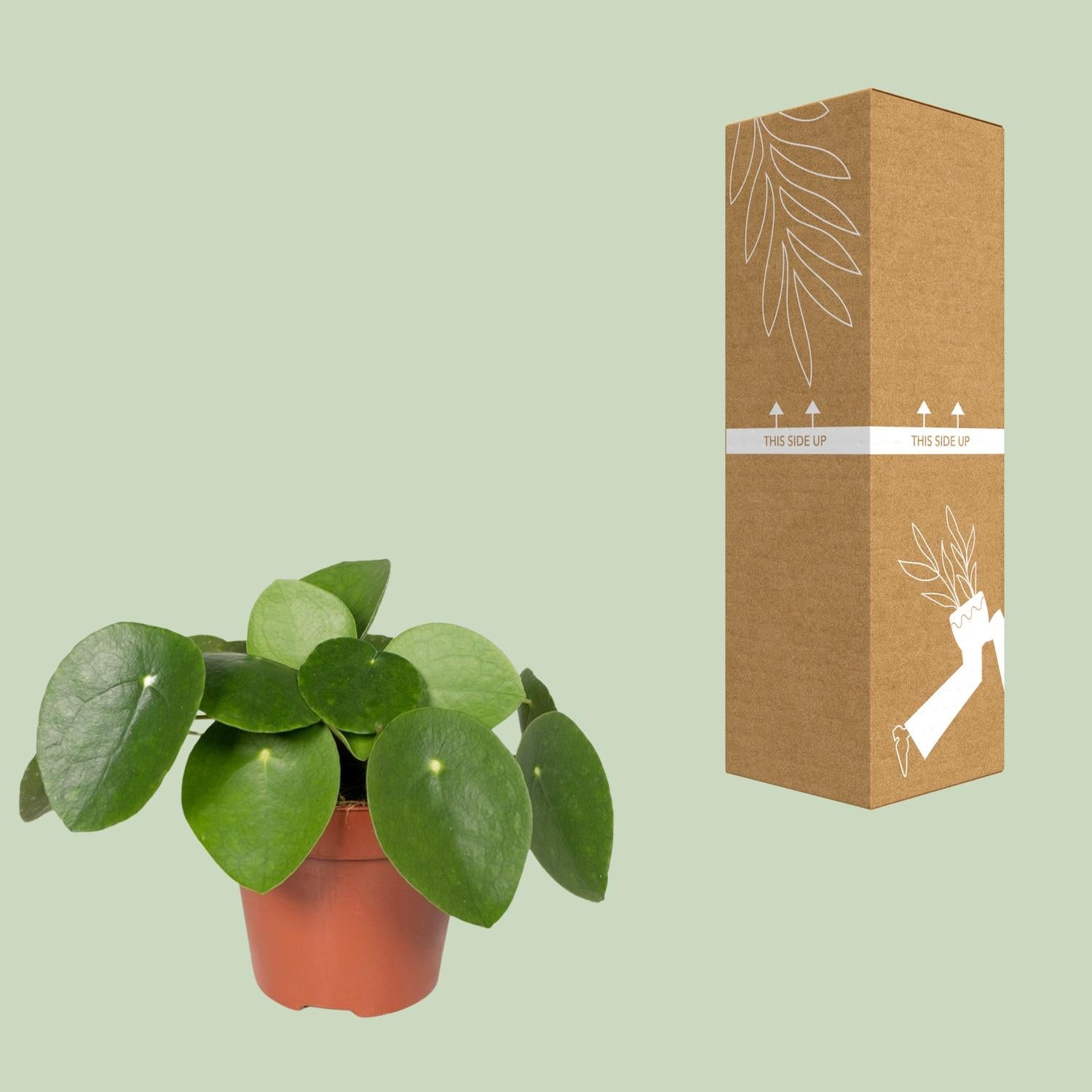 Pilea Peperomiodes - Plante crêpe - Ø12cm - ↕20cm
