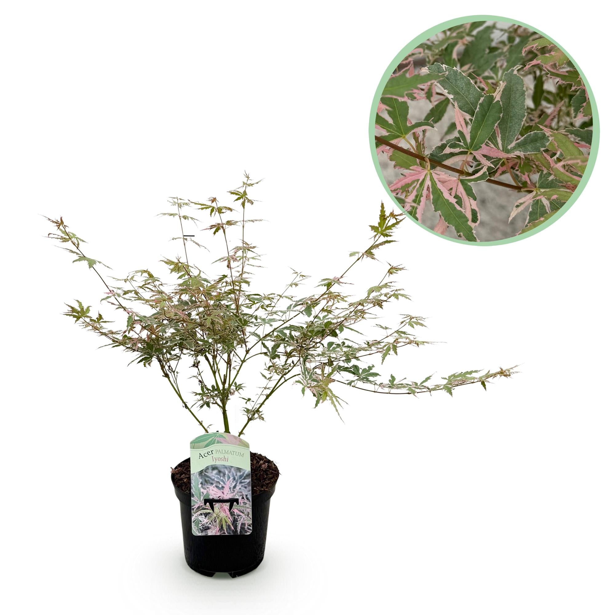 Green boutiQ - Pianta da patio - Acero giapponese - Acer palmatum Iyoshi - Rosa - 1 pianta - Decidua - Vaso 19 cm Altezza 70 cm
