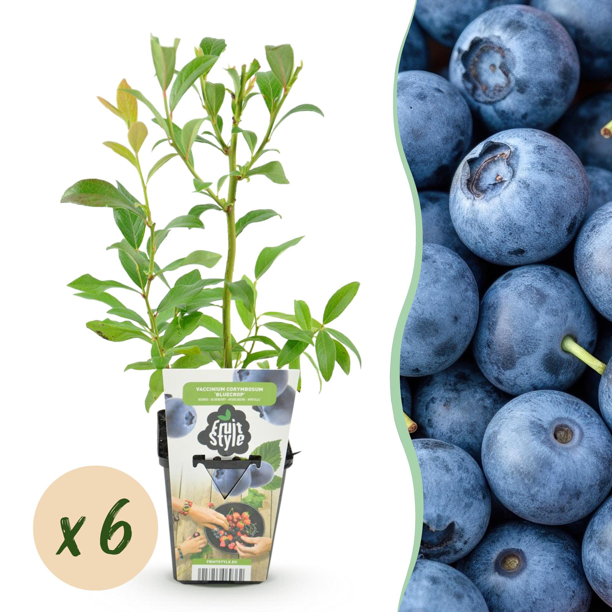 Blauwe Bes - Vaccinium corymbossum Bluecrop - Winterhard - 6 Planten - Pot 9 cm - Blauwe Bes