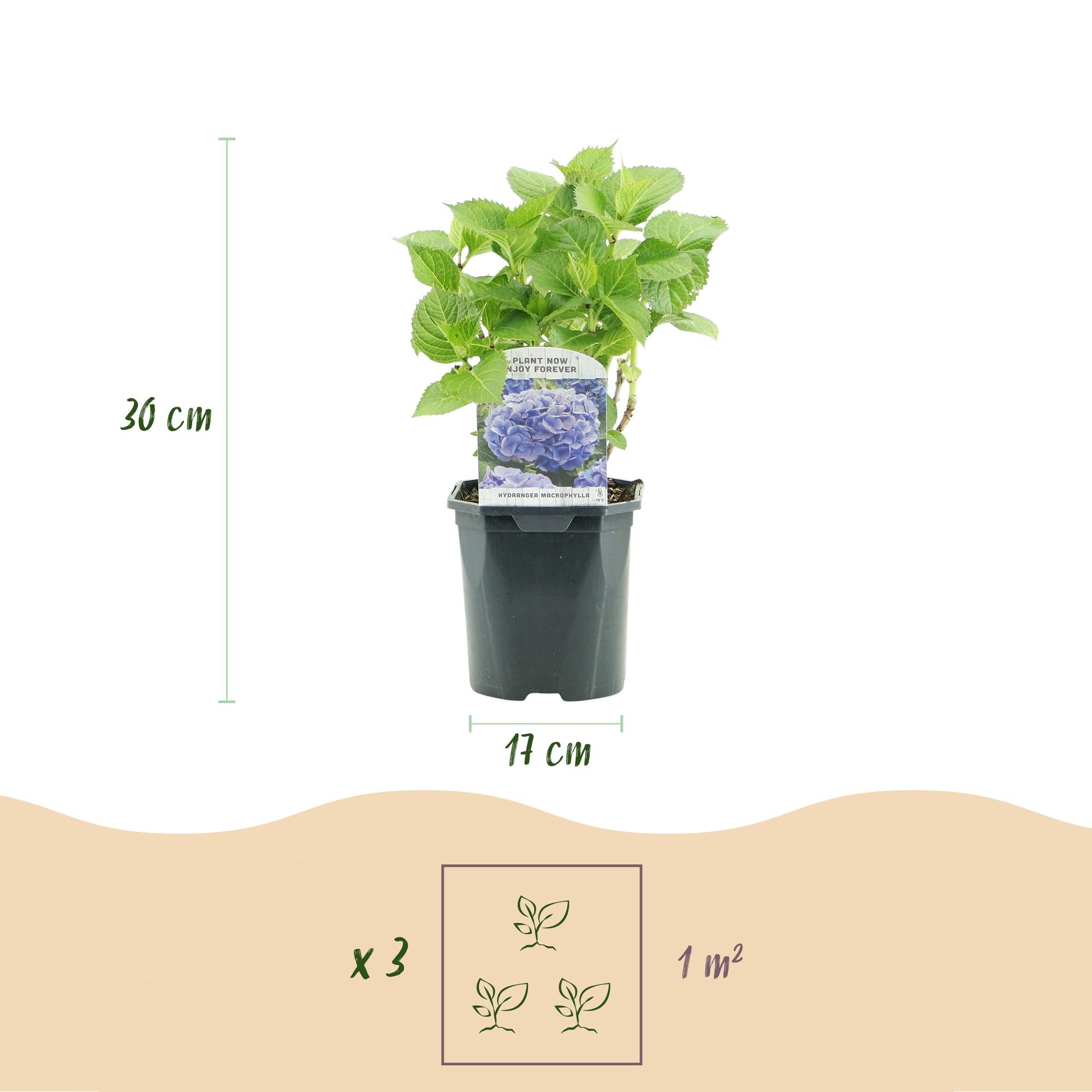 Green boutiQ - Ortensia - Hydrangea macrophylla Blue - Fiore Blu - 1 Pianta - Decidua - Bassa Manutenzione - Vaso 17cm Altezza 30cm