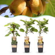 Actinidia Weiki & Golden Kiwi - Kiwiplant - 1 Mannelijke - 2 Vrouwelijke - Planten - Geel - Pot 15cm - Hoogte 50cm