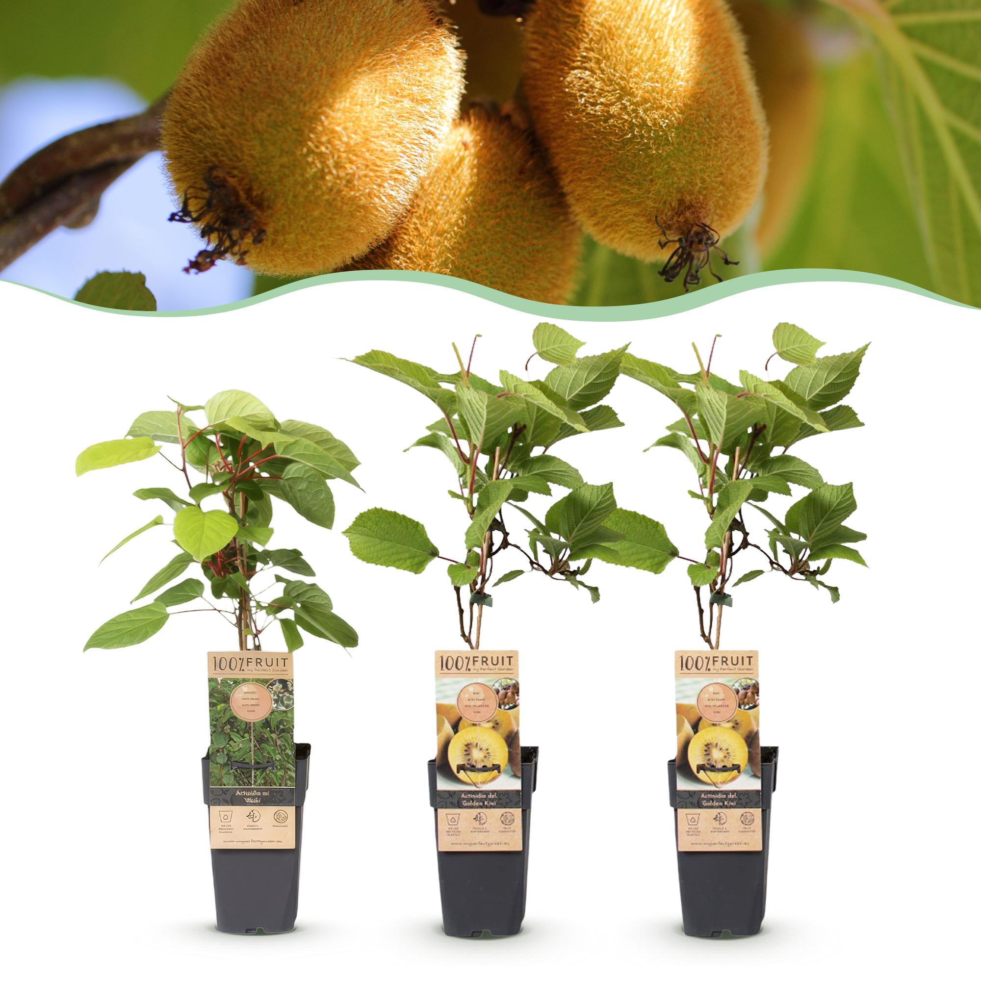 Actinidia Weiki & Golden Kiwi - Kiwiplant - 1 Mannelijke - 2 Vrouwelijke - Planten - Geel - Pot 15cm - Hoogte 50cm