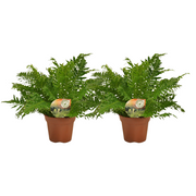 Blechnum Silver Lady - 2 pezzi - Ø17cm - ↕50cm
