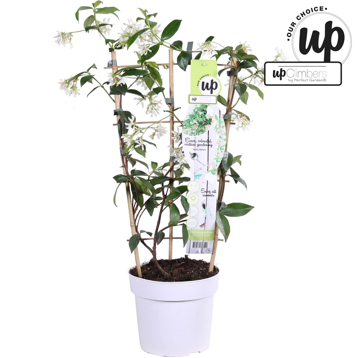 Trachelospermum 'Estrella de Venecia' - Jazmín blanco toscano - Ø15 cm - ↕65 cm