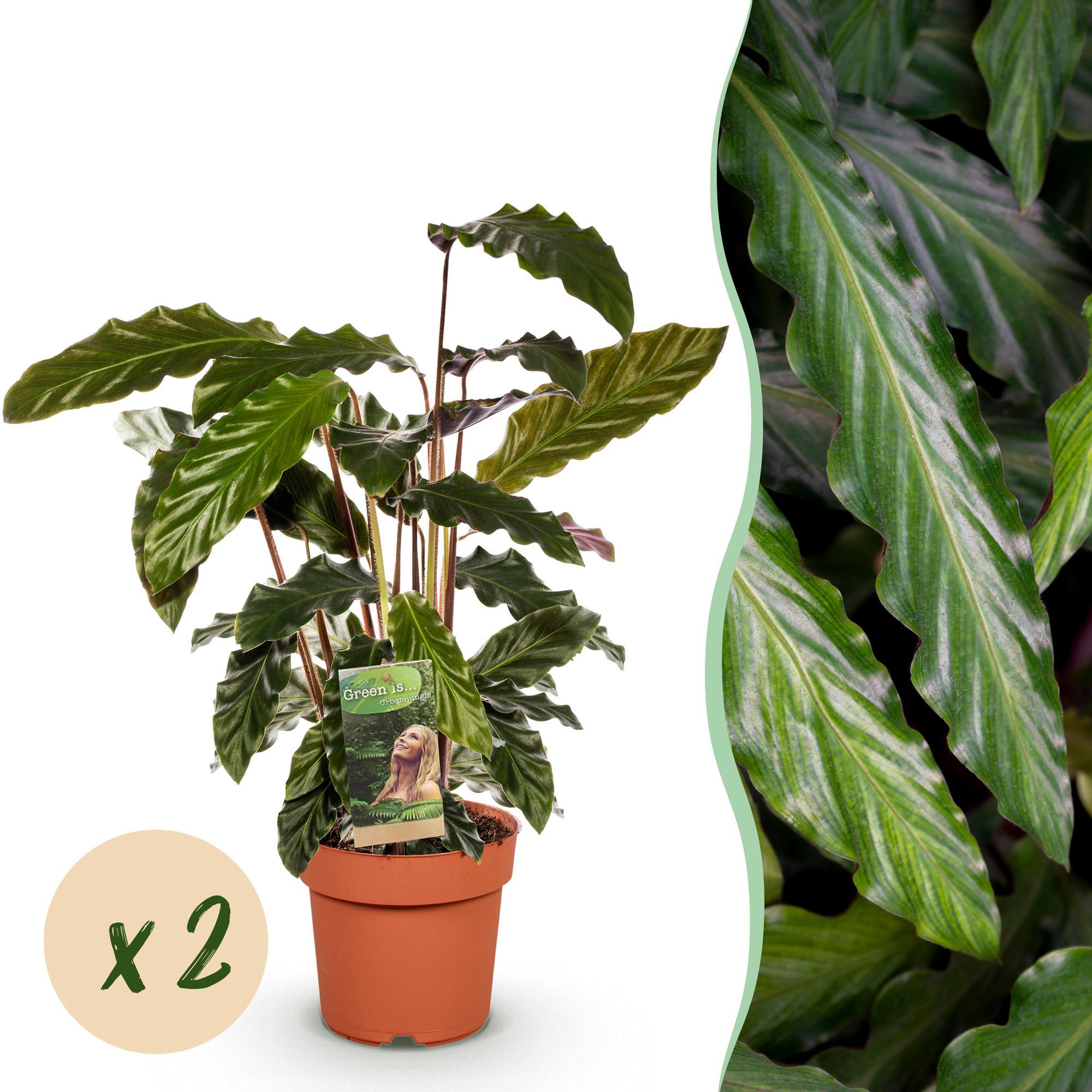 Calathea Rufibarba - Pot 17cm - Hoogte 55-60cm 2x