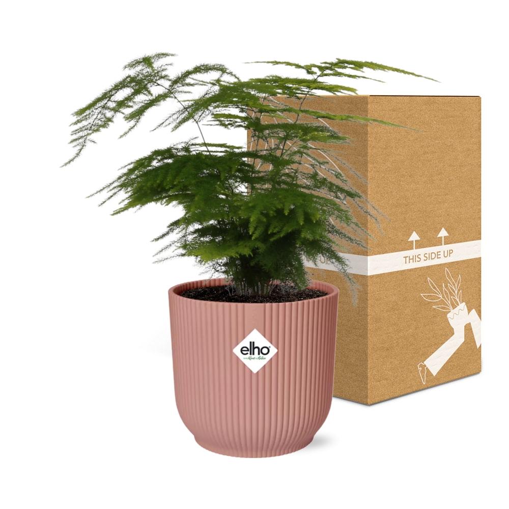 Asparagus Setaceus 'Plumosus' en ELHO Vibes Fold 14cm rose