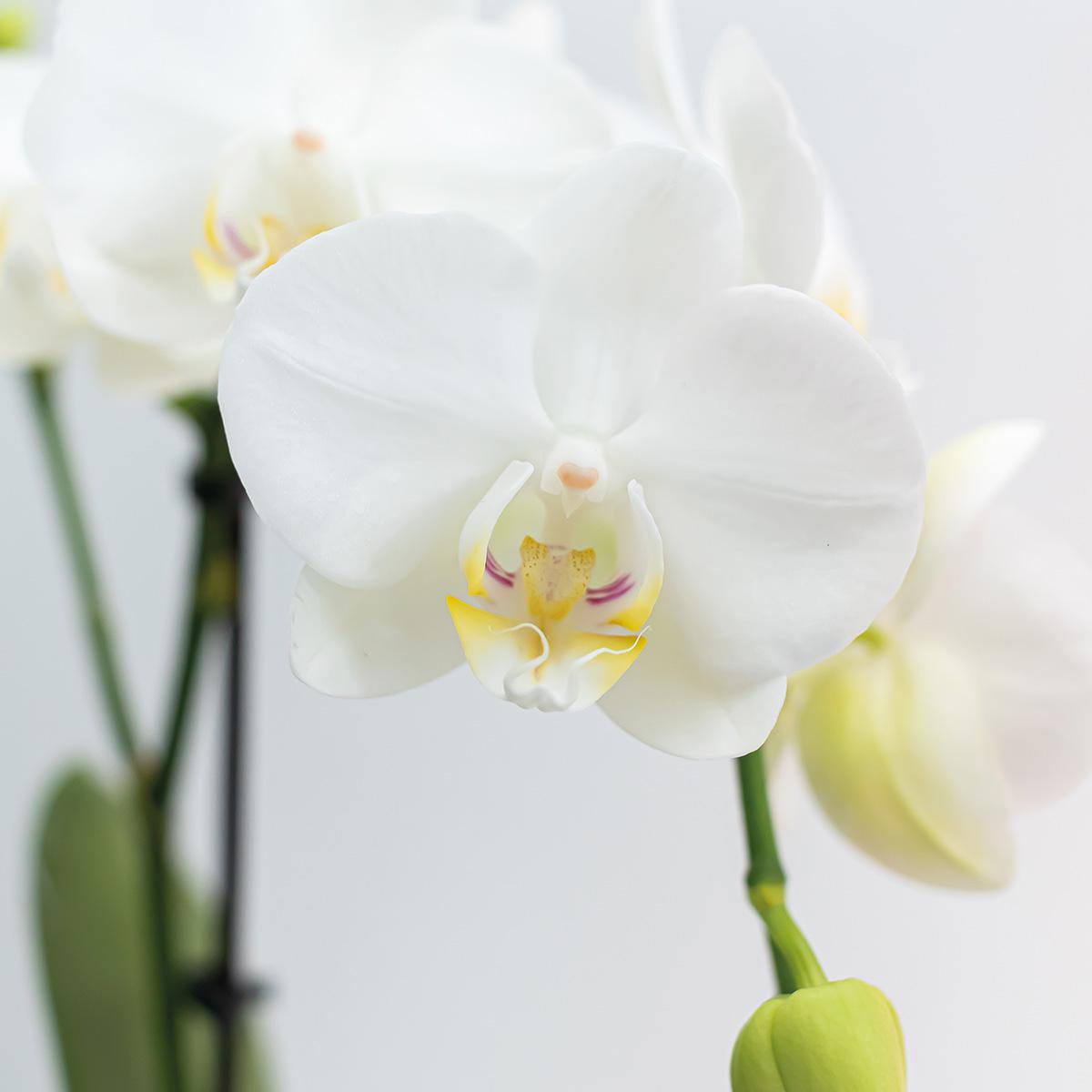 Kolibri Orchids | OFERTA COMBINADA de 2 orquídeas Phalaenopsis blancas - Amabilis - maceta de 9 cm de diámetro | planta de interior con flor - recién cultivada