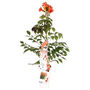 Campsis Summer Jazz Feuertrompete - Ø19cm - ↕70cm - Ø15 - ↨65cm
